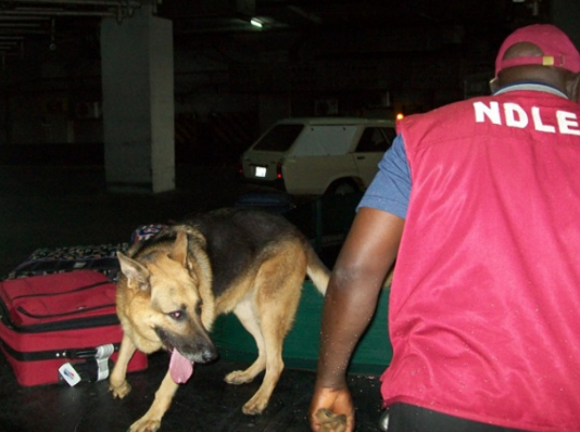 NDLEA interrogates South Africa based Evangelist as dogs detect 165kgs of narcotics in foodstuff
